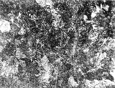 Рис. 11. Микроструктура околошовной зоны. х400.